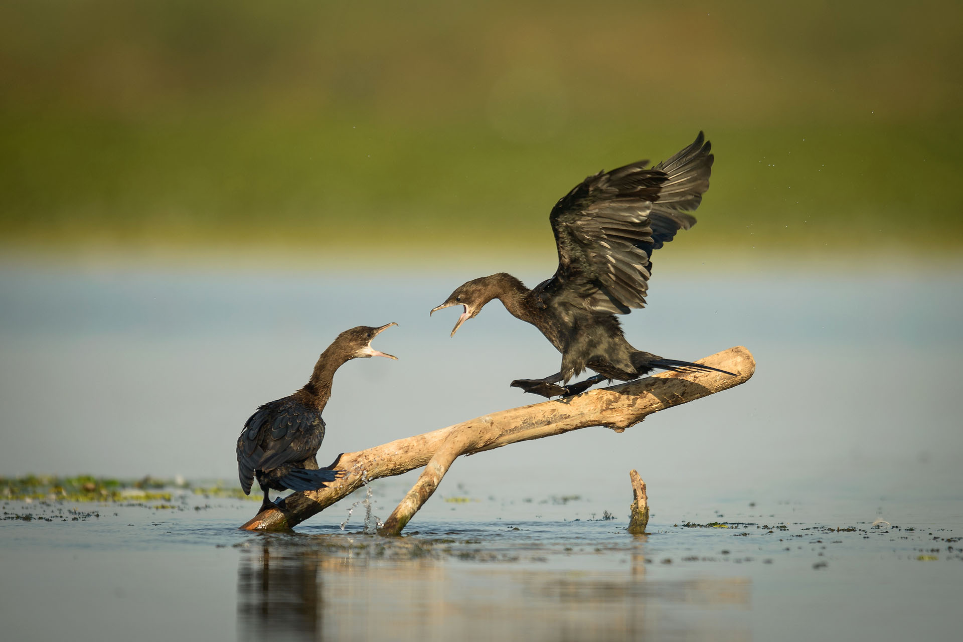 Cormorani fotografiați în Delta Dunării