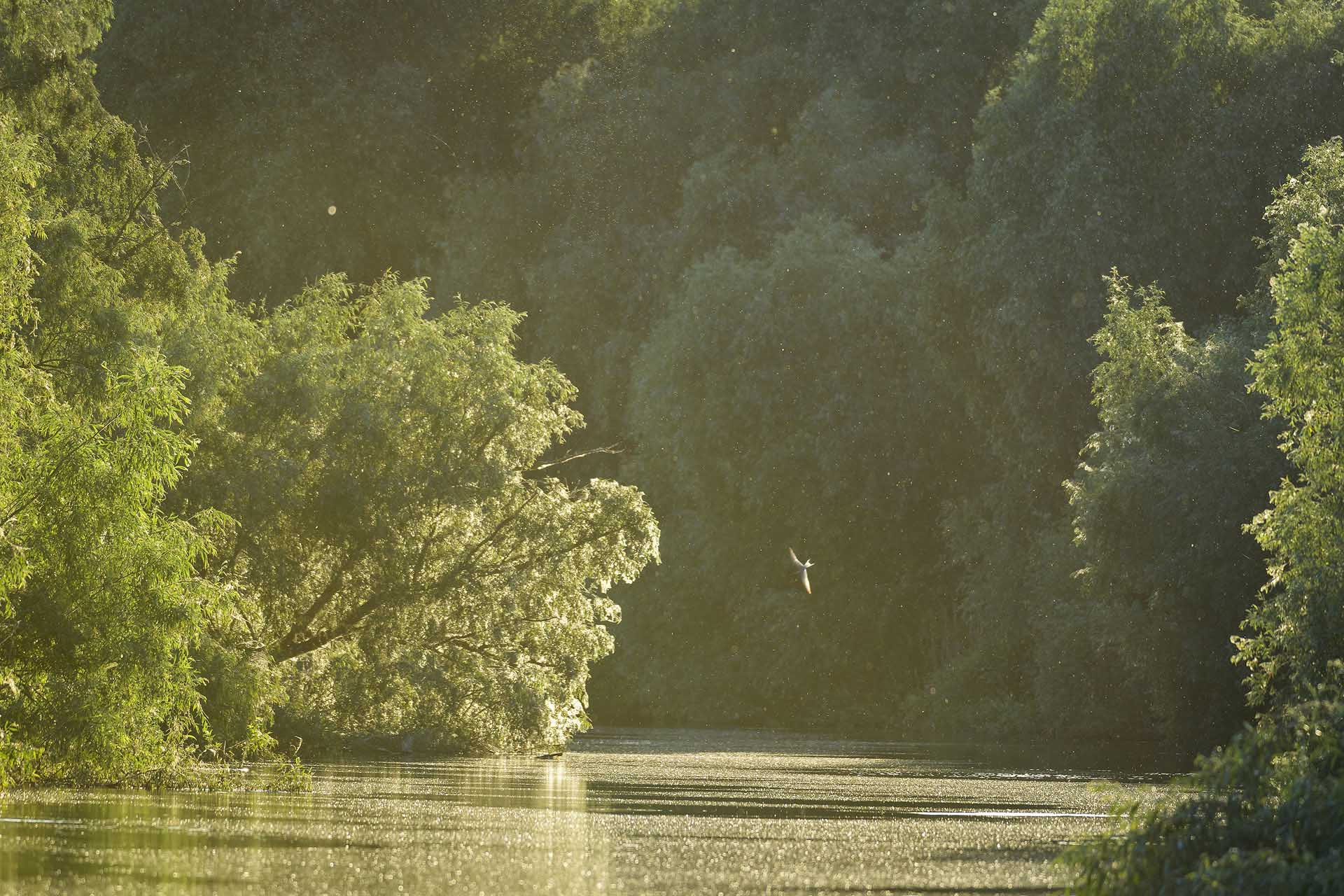 Canal în Delta Dunării, fotografia originală Ultima Frontiera